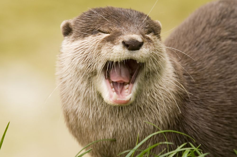 an otter with its mouth open